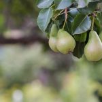 Fresh pears hanging from a tree branch with green leaves in a sunny outdoor setting.