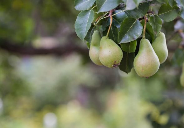Fresh pears hanging from a tree branch with green leaves in a sunny outdoor setting.