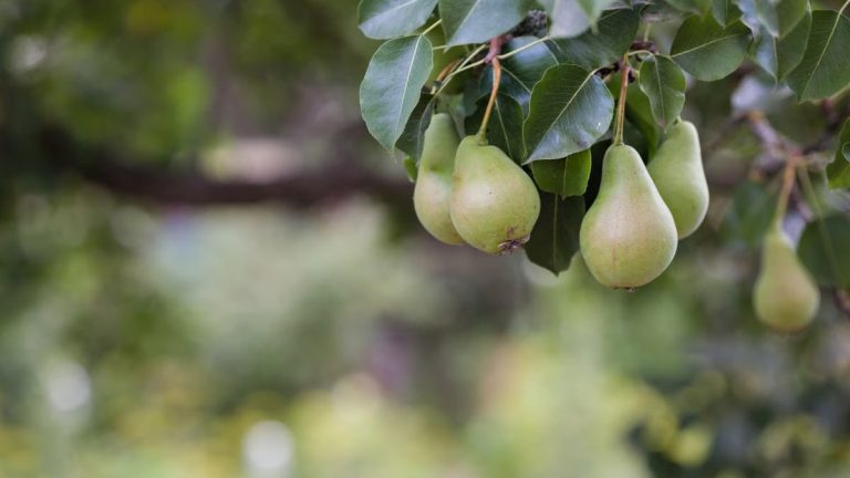 Fresh pears hanging from a tree branch with green leaves in a sunny outdoor setting.
